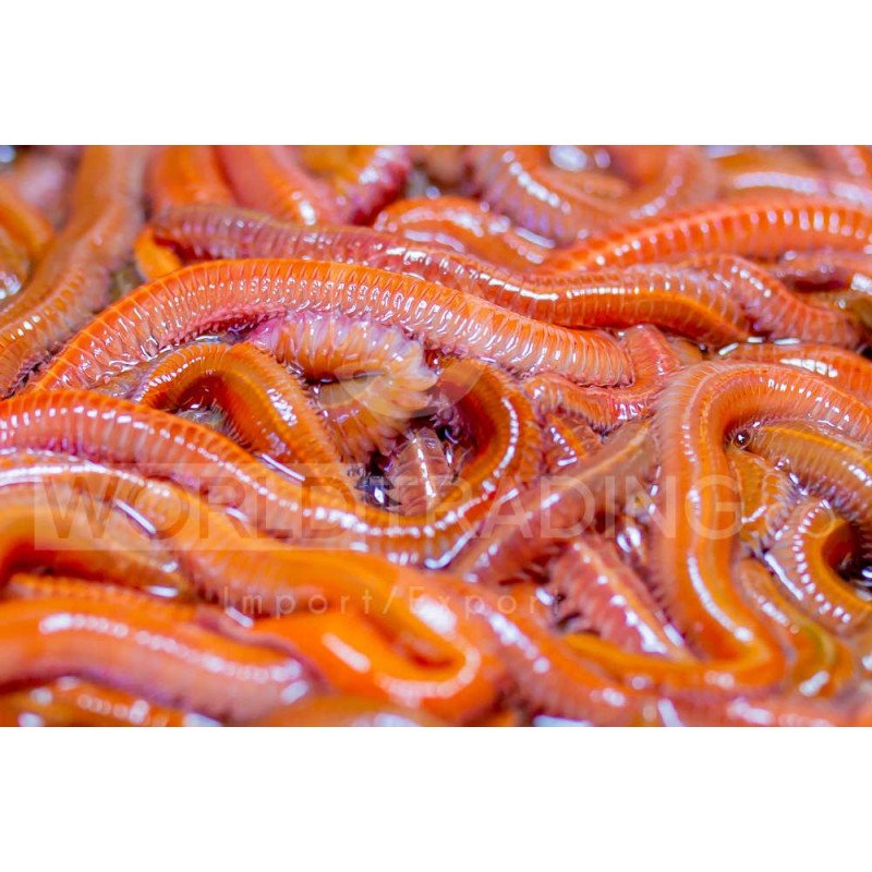 ESCA VIVA COREANO MAXI RED DRAGON