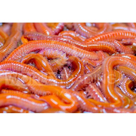 ESCA VIVA COREANO MAXI RED DRAGON