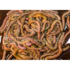 ESCA VIVA COREANO GREEN DRAGON