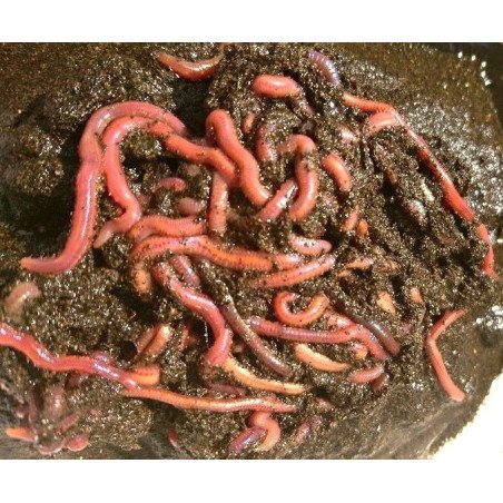 ESCA VIVA ARENICOLA NAPOLETANA