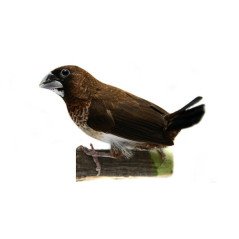 AQS PESCE TUAREG 130MM 20GR