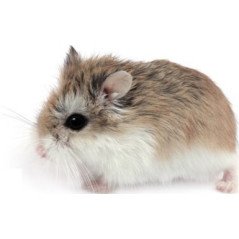 CRICETO ROBOROVSKY PHODOPHUS ROBOROWSCHY