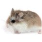 CRICETO ROBOROVSKY PHODOPHUS ROBOROWSCHY