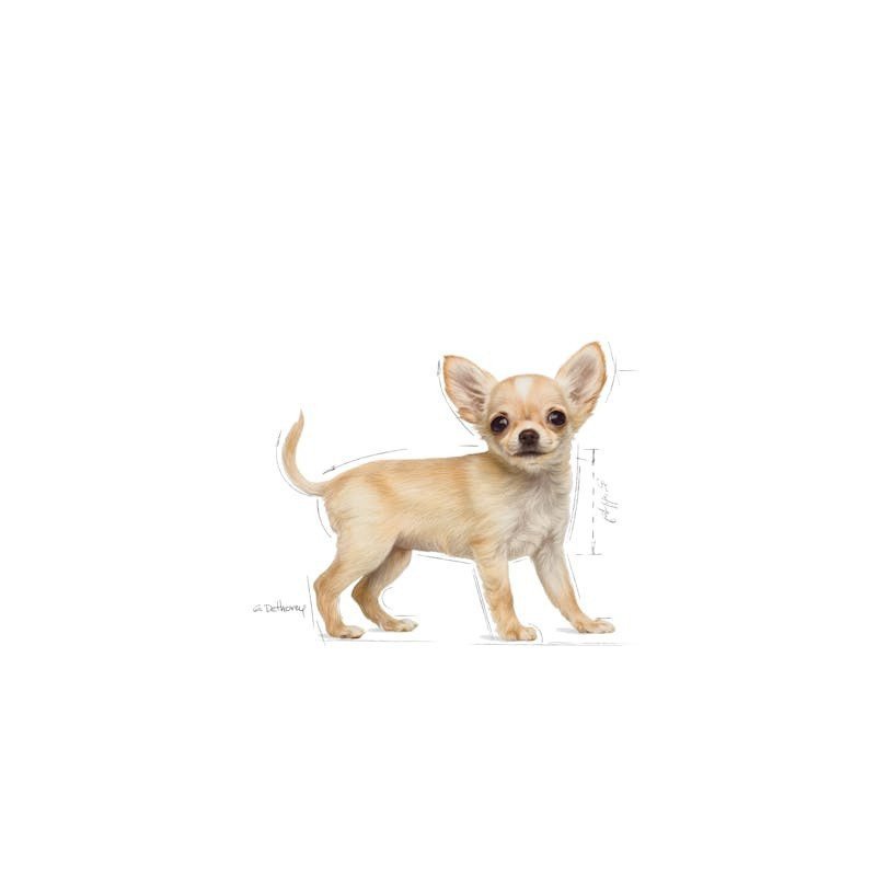 ROYAL CANIN CHIHUAHUA PUPPY 500GR
