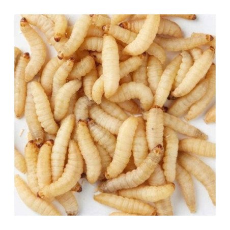 CAMOLE DEL MIELE VIVE 100GR CIRCA