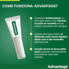 ELANCO ADVANTAGE PER GATTI E CONIGLI MAGGIORE DI 4KG