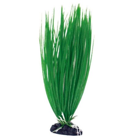 AMTRA PIANTA CLASSIC ACORUS IN PLASTICA