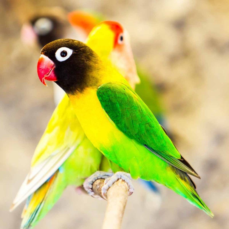 INSEPARABILI MASCHERATO AGAPORNIS PERSONATA