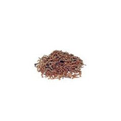 PRODAC BLOODWORMS CHIRONOMUS