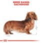 ROYAL CANIN ADULT DACHSHUND 500GR
