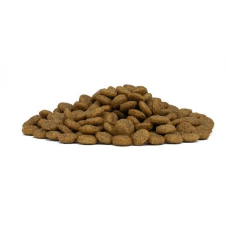FORZA10 ALL SIZE ADULT MAINTENANCE MAIALE 1-70 KG