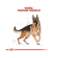 ROYAL CANIN ADULT GERMAN SHEPHERD 3KG