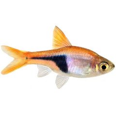 TUBERTINI MULINELLO KASTER