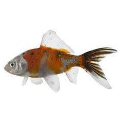 PESCE SHUBUNKIN