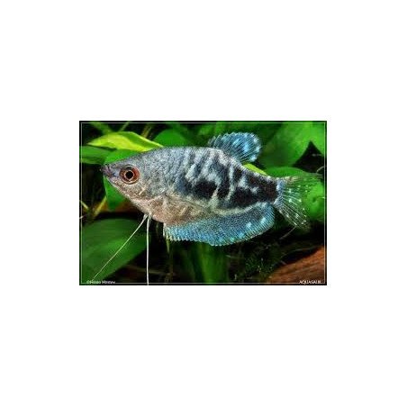 TRICHOGASTER BLU