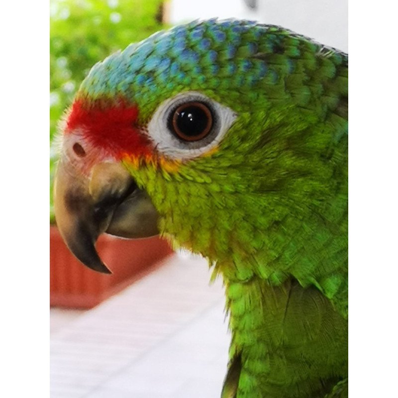 AMAZZONE FRONTE ROSSA – AMAZONA AUTUMNALIS