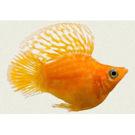 POECILIA BALLON ASSORTITI