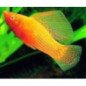 POECILIA VELIFERA