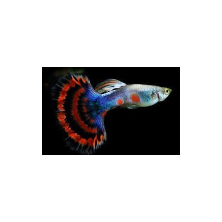 POECILIA GUPPY MASCHIO