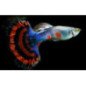 POECILIA GUPPY MASCHIO