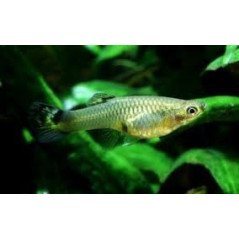 POECILIA GUPPY MASCHIO