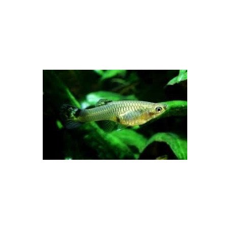 POECILIA GUPPY MASCHIO