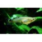 POECILIA GUPPY MASCHIO