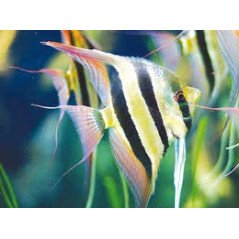 PTEROPHYLLUM SCALARE PICCOLO