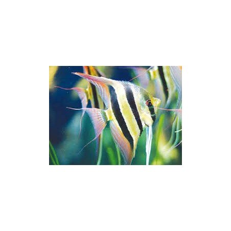 PTEROPHYLLUM SCALARE PICCOLO