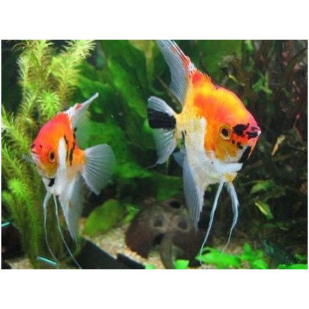 PTEROPHYLLUM SCALARE PICCOLO