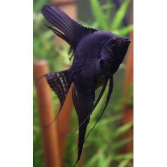 PTEROPHYLLUM SCALARE PICCOLO