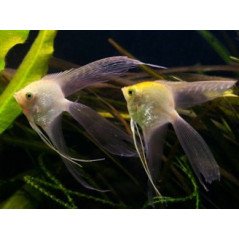 PTEROPHYLLUM SCALARE PICCOLO