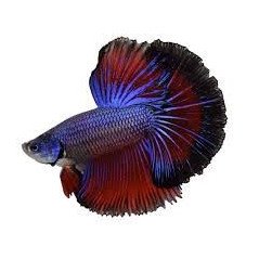 BETTA SPLENDENS MASCHIO
