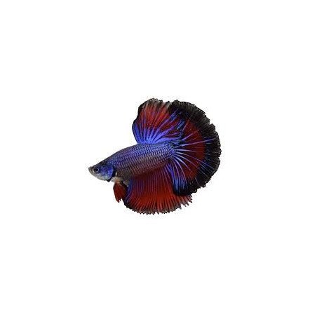 BETTA SPLENDENS MASCHIO