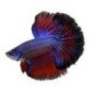 BETTA SPLENDENS MASCHIO
