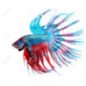 BETTA SPLENDENS MASCHIO