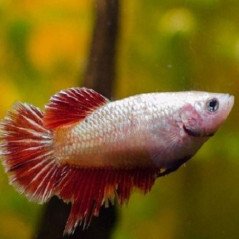 BETTA SPLENDENS MASCHIO