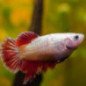 BETTA SPLENDENS MASCHIO