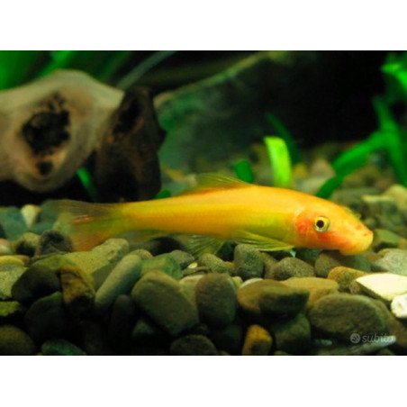 GIRINOCHELIUS DORATO