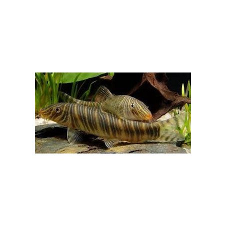 PURINA PRO PLAN NF RENAL FUNCTION ADVANCED CARE POLLO 85GR