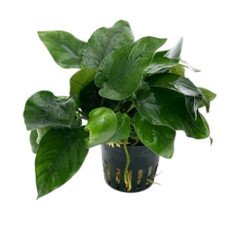 PIANTA IN VASETTO VALLISNERIA GIGANTEA