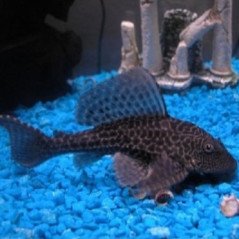HYPOSTOSUM PLECOSTOMUS 6CM