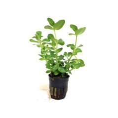 PIANTA IN VASETTO VALLISNERIA GIGANTEA