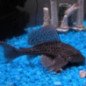 HYPOSTOSUM PLECOSTOMUS 6CM