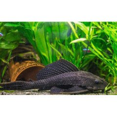 HYPOSTOSUM PLECOSTOMUS 6CM