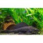 HYPOSTOSUM PLECOSTOMUS 6CM
