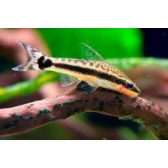 OTOCINCLUS CATFISHING