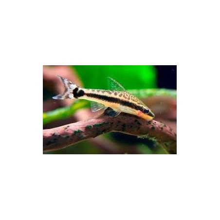 OTOCINCLUS CATFISHING
