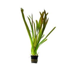 PIANTA IN VASETTO VALLISNERIA GIGANTEA