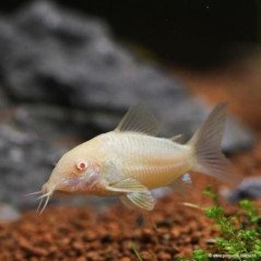 CORRIDORAS AENEUS
